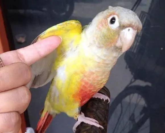 最常见锥尾鹦鹉品种介绍及图片教你如何分辨鹦鹉高中低趴收藏