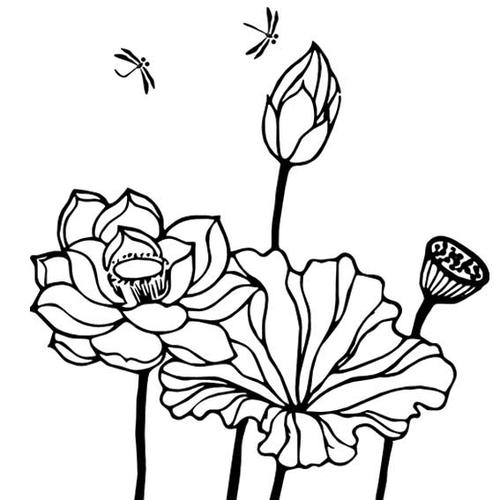 荷花简笔画法荷花简单画法儿童简笔画图片大全,幼儿简笔画画法教程