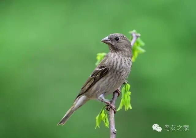 麻料鸟我的最爱――狮子滚绣球
