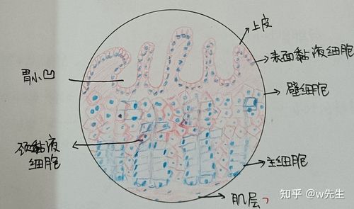 组胚实验红蓝铅笔绘图