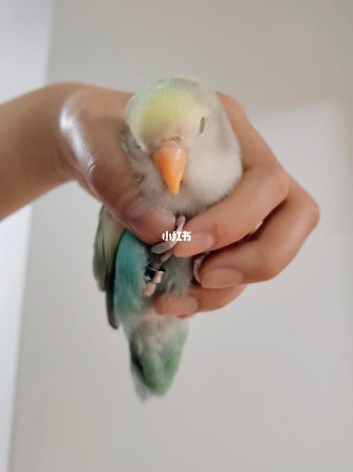奇葩睡姿2.0_鹦鹉_手养鹦鹉_宠物_宠物其他