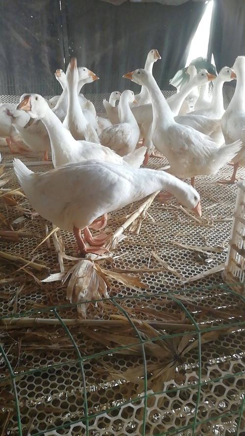 卖鹅啦马上就可以出栏了现货4000需要的老板可以联系啦