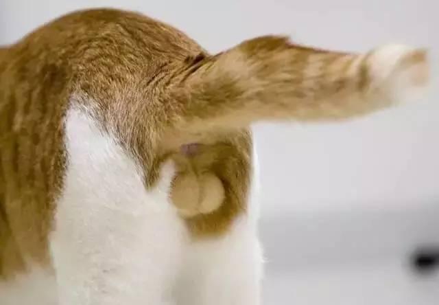 猫咪的蛋蛋居然可以那么可爱!网友:污了