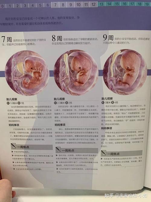 孕检八周的宝宝有哪些发育标准?