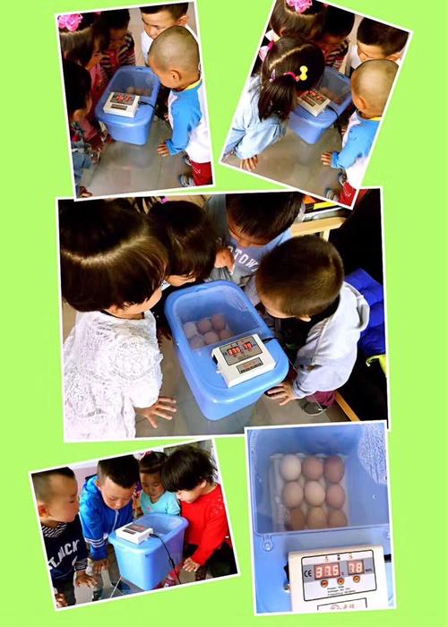 启航幼儿园"探究小鸡孵化的奥秘"主题活动