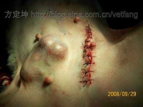 [转载]10岁犬左腹股沟疝和右乳腺肿瘤手术后"奥运字"造型