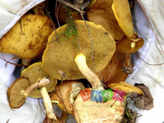 东北特产野生松蘑菇干货松菇娥子 粘团子自然晒干土特产特价500克