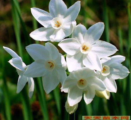 水仙花的生长变化图(只要图,不要文字)急!