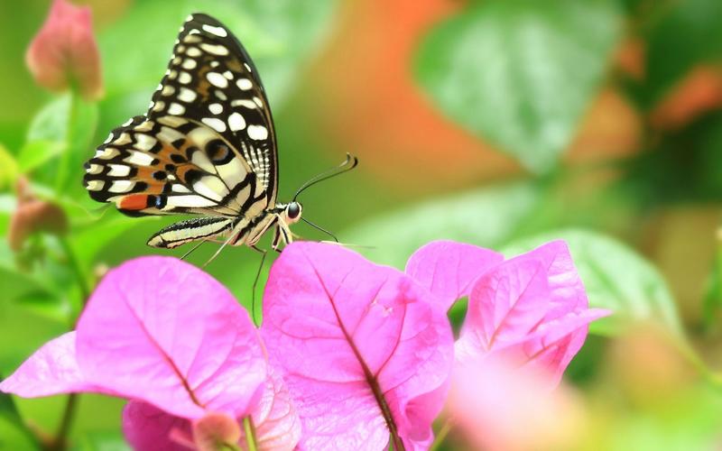 花蝴蝶图片(6/10)