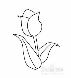 画郁金香的简笔画郁金香简笔画郁金香花简笔画方法一束郁金香的简笔