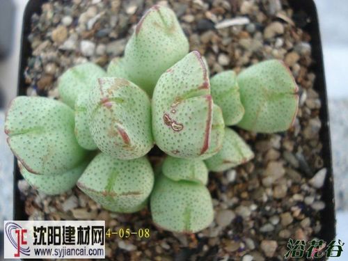 ernianum 科属:番杏科肉锥属 产地分布: 紫式部番杏科肉锥属 多肉植