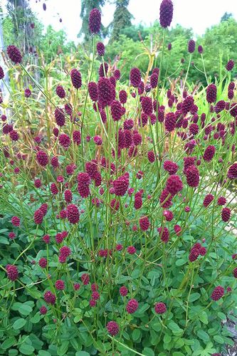 地榆图片地榆野菜图片