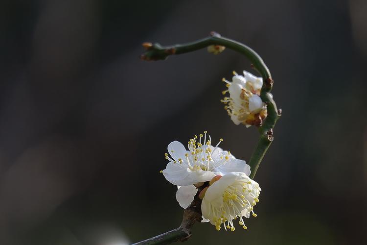 龙游(梅花精品)