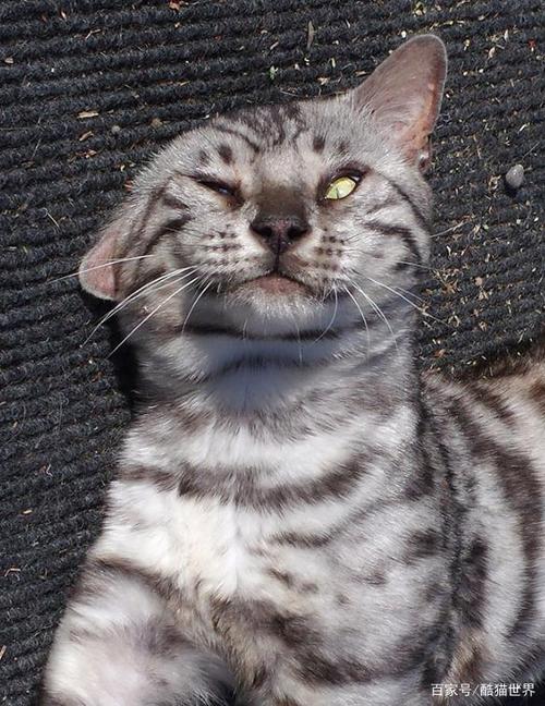 猫咪吸了猫薄荷后是啥样?