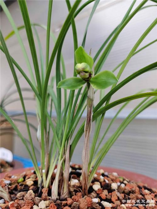 翠露-春兰篇-中国兰花交易网社区