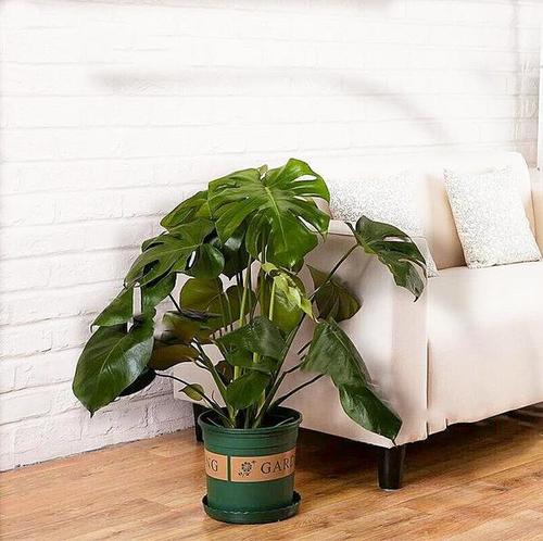 购客龟背竹盆栽花苗大叶吸甲醛植物观叶绿植办公室内客厅净化空气花卉