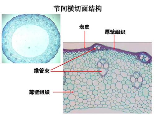 节间横切面结构 表皮 厚壁组织 维管束 薄壁组织