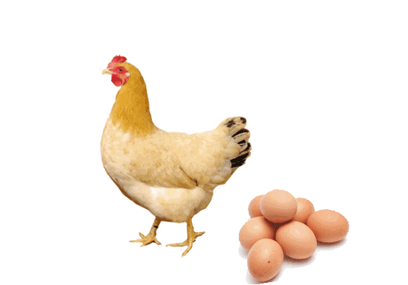 星医百土鸡蛋洋鸡蛋有啥区别扫个ct看看