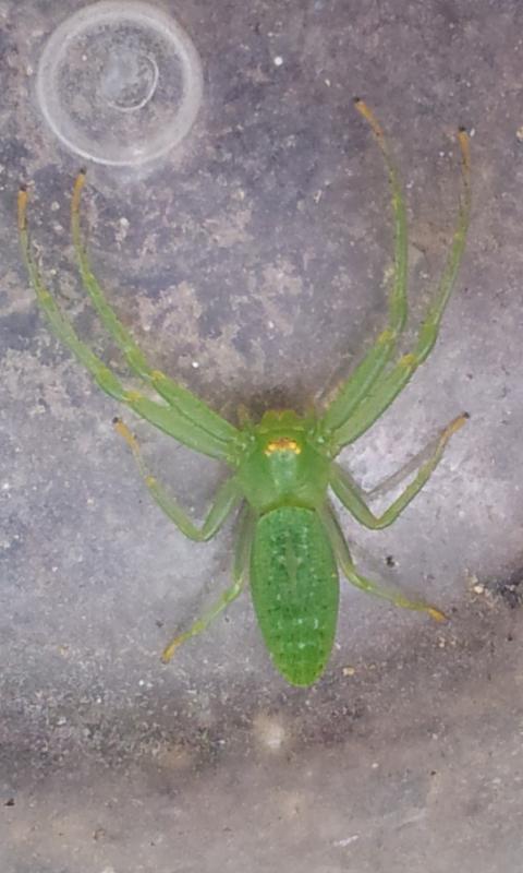 前lzp19870827|     分类:花鸟鱼虫  31 分钟前提问者采纳 条纹嫩叶蛛