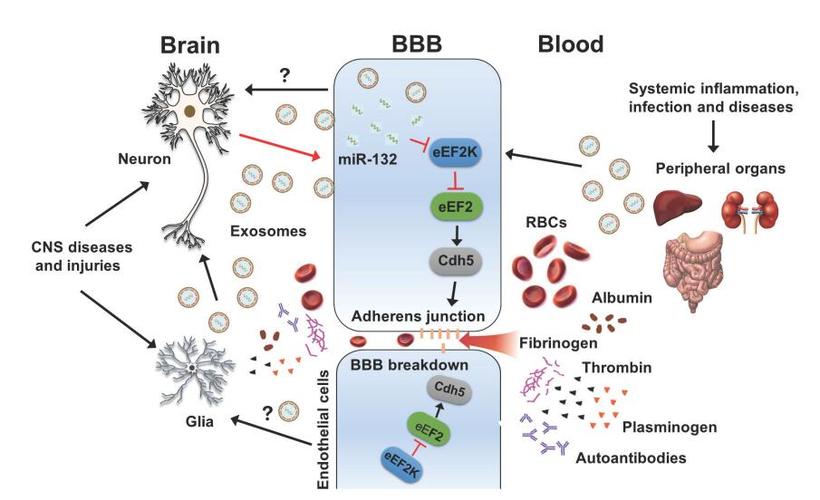 cellresearch斑马鱼神经元可通过分泌外来体远程调节血脑屏障