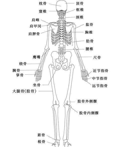 人体骨骼结构图 人体骨骼名称及数量