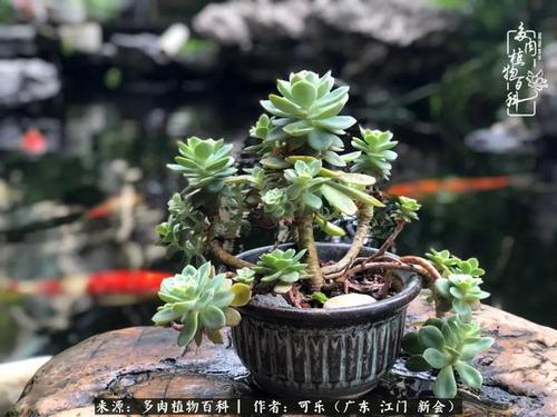 绿意盎然才真实!烟雨朦胧间多肉别样的美