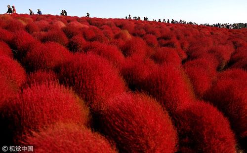 flaming red kochia bushes blanket hills in japan