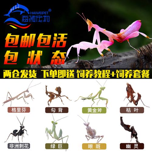 宠物螳螂活体幼体成体兰花中华大刀幽灵云眼斑翅刺花螳螂果蝇杯