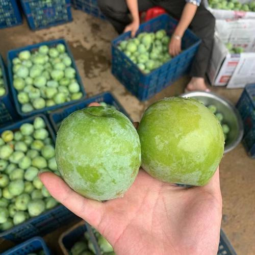 古田空心脱骨广西水果应季奈李正宗油奈家奈李子