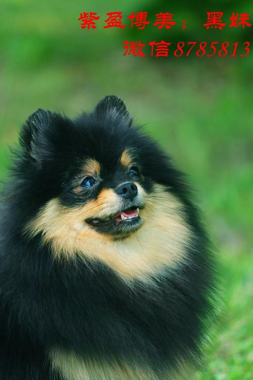 博美妈妈_博美犬 博美犬舍 紫盈博美犬舍,博美 白博美,博美犬