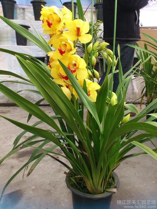 供应1053,3个箭45cm大花蕙兰类