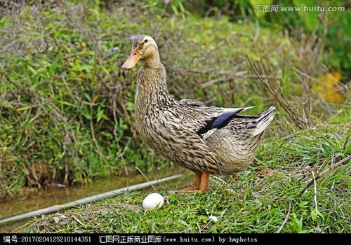 散养鸭野外生蛋