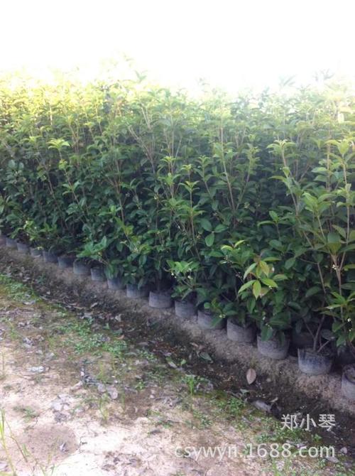 四季桂花盆景.桂花小苗,月月桂盆栽,量大从优,欢迎来电.