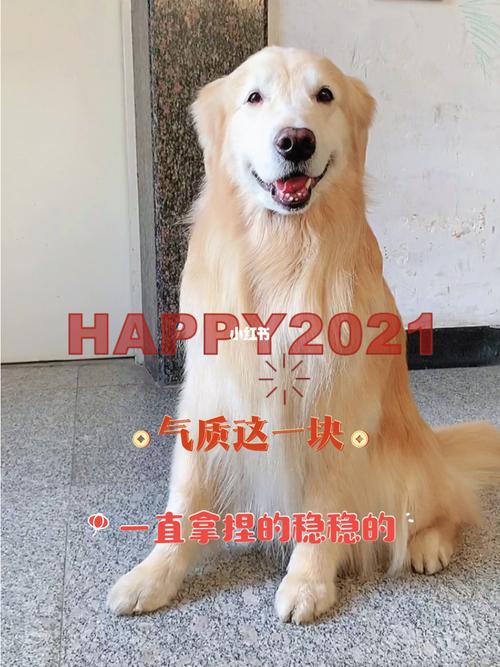 金毛赛级犬
