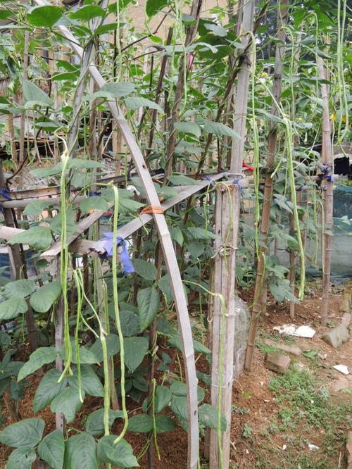 生长中的豇豆(长豆角)