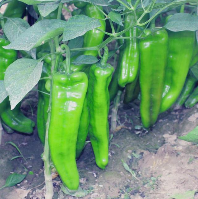 超级168牛角椒大青椒高产辣椒种子