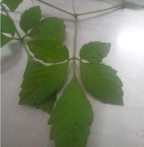 在路边常见的母猪藤,也是一枚良药_植物养生_资讯_植物网 (转载)