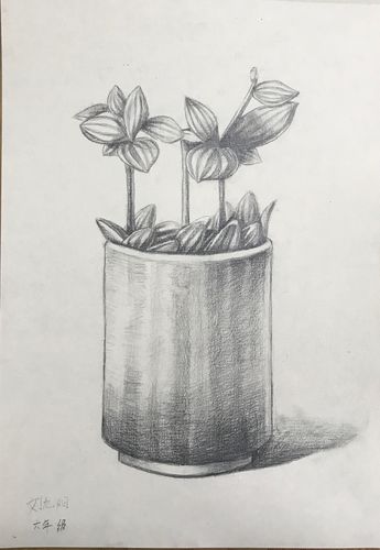 田间宝贝2019秋季 高年级 植物主题素描临摹