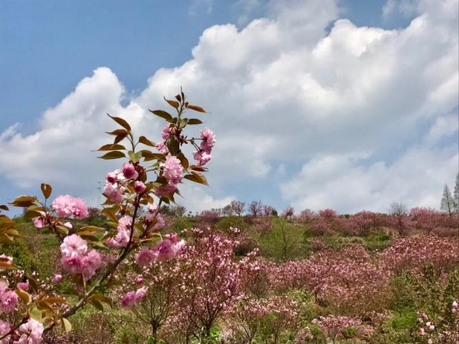 余姚大岚樱花季火焰山