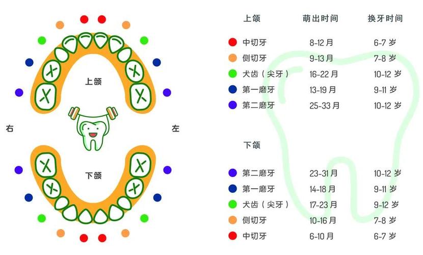 图丨牙齿萌出/替牙时间表