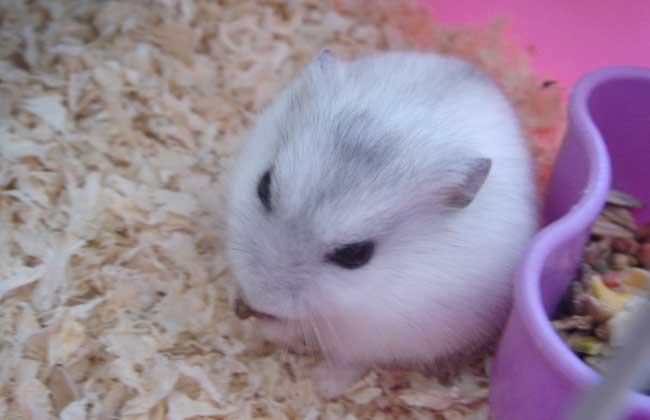 水果,蔬菜,五谷杂粮都吃,非常好养,下面我们就一起来看一看银狐仓鼠