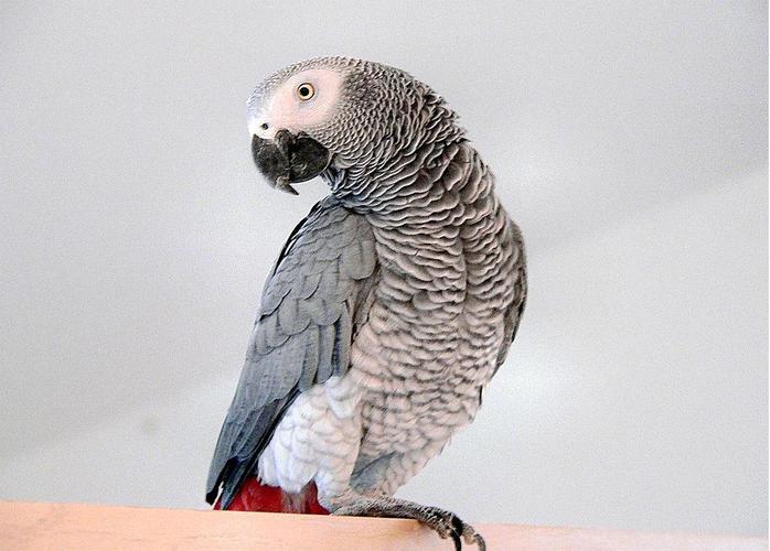 非洲灰鹦鹉(智商可以达到7岁的儿童级别)
