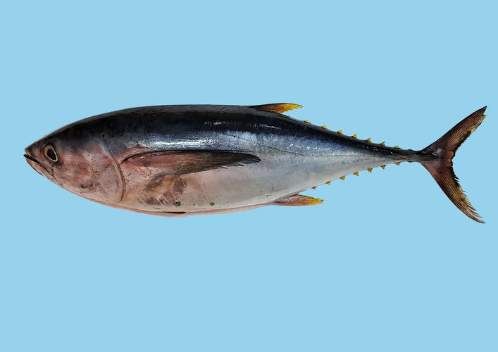 yellow fin tuna