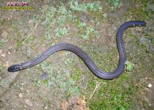 双头蛇/两头蛇_毒蛇网