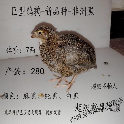 法国巨型4只(公母自选)          本店所有鹌鹑为活体,如运输途中出现