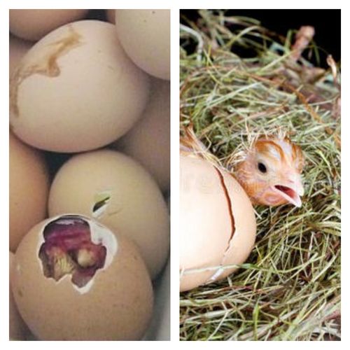 小鸡是怎样孵出来的