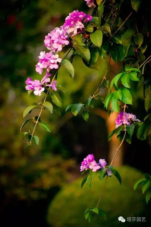 20种开花藤蔓植物大推荐!