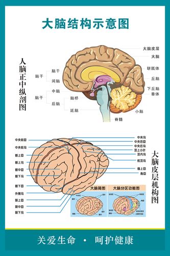 大脑解剖图 人体脑部神经结构大挂图 人体器官解剖图示意图海报
