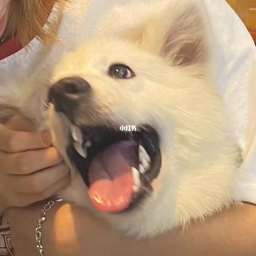 萌宠/小狗头像_头像_情侣头像_宠物_狗狗_牧羊犬_可爱头像_素材_头像