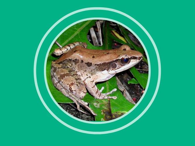 为中国特有物种,是国家三级保护动物.